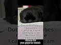 Download Lagu YouTube live stream update