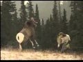 Mountain Dew Commercial - RAM
