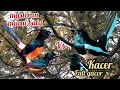Download Lagu Masteran Murai Batu vs Kacer Untuk isian Semua Burung jadi GACOR...❗