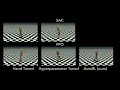 Evolving Rewards to Automate Reinforcement Learning