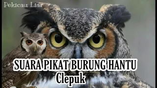 suara pikat burung hantu terbaik yang banyak di download