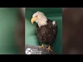 Big Bear eagle Jackie dies after prolonged illness s say