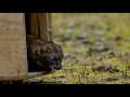 IDFG Presents Fisher Conservation