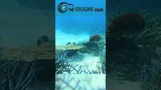 Cuttlefish shooting ink #marineanimals #cuttlefish #cuttlefishink #travel #ocean #oceanlife