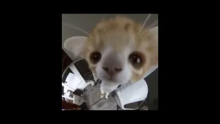 شب جديد   كحل وعتمه دندنها