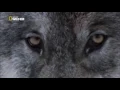 Wolfheart  -    The Hunt  (Fan made video with wolves)