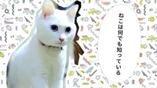 ねこね、こねこね。『ねこは何でも知っている』Music Video