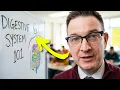 Digestive System Anatomy Stomach Liver Pancreas More
