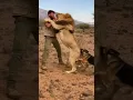 Lagu Man vs Lion: Epic Battle in the African Savanna #AfricanSavanna #wildlifebattle #shortsvideo