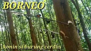 Download KOLIBRI NINJA SI BURUNG CERDAS II kali mantan tengah MP3