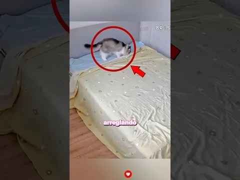 Este gato fue captado arreglando la cama 🐱
