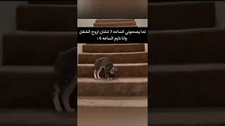 يدوب قادر اتحرك اروح عالشغل 