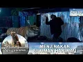 Humbalang Mencoba Menjinakan Harimau  -  7 Manusia Harimau New Generation Eps 12 Part 2