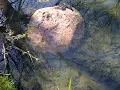 Fake river-worn rocks in stream.