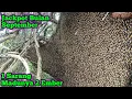 Download Lagu Sarang Mirip Kapal Tanker Madunya 2 Ember Hampir Luber #bee#lebah#hutan#alam#panenmaduhutan#extreme 