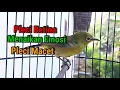 Download Lagu Suara Pleci BETINA Untuk Pancingan Pleci Macet Bunyi