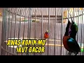 Download Lagu Terapi konin paling banyak di putar ampuh 