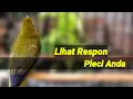Download Lagu 2 MENIT SAJA Lihat Respon PLECI ANDA Terapi Pleci BUSTOMI GACOR Memanggil Lawan (14/6/21)