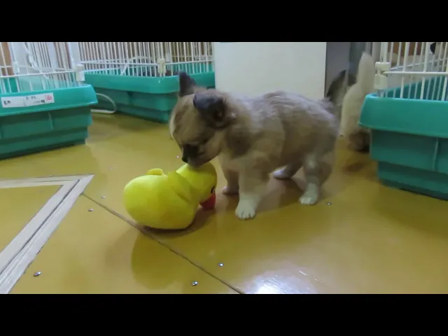 動画