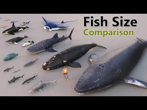 Download MP3 Fish Size Comparison | Smallest Fish | World Largest Fish | water animal | mammal size
