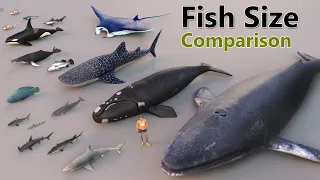 Download Fish Size Comparison | Smallest Fish | World Largest Fish | water animal | mammal size MP3