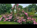 Download Lagu Розы поникают, гниют цветы. Погодный беспредел. Эстония.