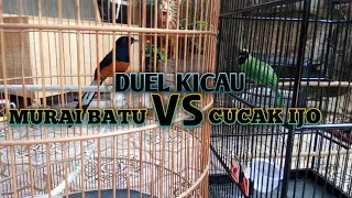 murai vs cucak ijo