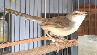 ciblek sawah gacor suara alam dan bren bikin ciblek sawah ikut bunyi
