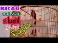 Download Lagu SRIGUNTING KANTIL JAMBUL RAJA Suara Dahsyat isian melimpah