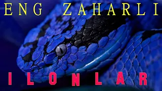  dunyodagi eng zaharli ilonlar 