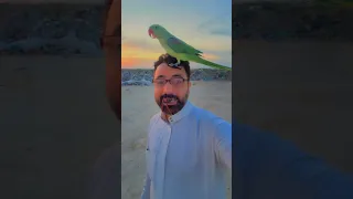 رنيم فوق الراس واصدار صوت الخطر  طيران حر                دندنها