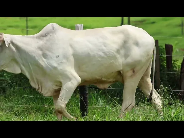 Matriz Nelore EPCF - 5511