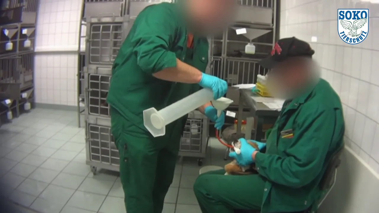 Experimenting on Animals: Inside The Monkey Lab