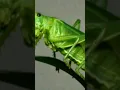 Download Lagu Suara belalang raja || full durasi klik link di bawah ini https://youtu.be/f_aajaW8n4w