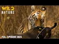 Download Lagu WILD INDONESIA | Apex Predators of the Archipelago | Animal documentary
