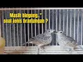 TERJAWAB‼️JENIS BURUNG BRANJANGAN YANG SELAMA INI KONTROVERSI‼️@KangarifPantau