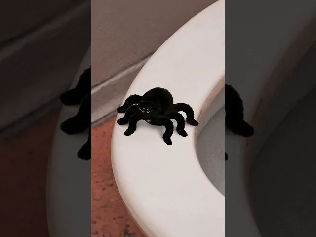 паук