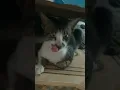 Download Lagu selesai makan bos q#vlogfree #kalbar #short #cats #kucing #catsvirals #shortviral #catsfunnyvideos