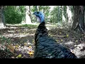 Download Lagu Turkey Time 🦃 23 (Full/Wide)...
