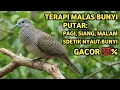 Download Lagu Perkutut Lokal Gacor Suara Super Kristal - Pancingan Malas Bunyi (99%AMPUH BANGET) MP3