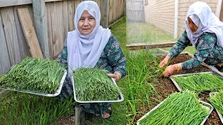آموزش کاشت گندنه  تره                     كيف تزرع الثوم المعمر دندنها