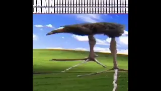 DAMN bird