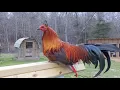 M L Game Farm s Tyler Texas