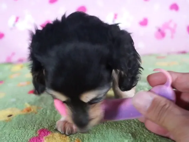 動画