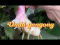 Download Lagu BELI DISINI UMBI GANYONG 🔗
