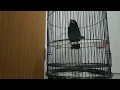 Suara burung TENGKEK BUTO gacor panjang buat masteran lovebird speed rapat @mutiara kicau indonesia