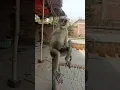 Download Lagu monkeys🐒 #trending #viral #shorts #monkey #bandar #motivation #cartoon #status