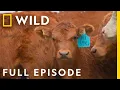 Just Another Manic Meatball Full Episode Dr Oakley Yukon Vet
