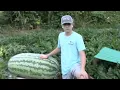 How to Estimate The Weight on Giant Melons
