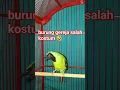 Download Lagu cucak ijo isian gereja tarung GIVEAWAY CUCAK IJO CARANYA SUBSCRIBE LIKE KOMEN BEBAS